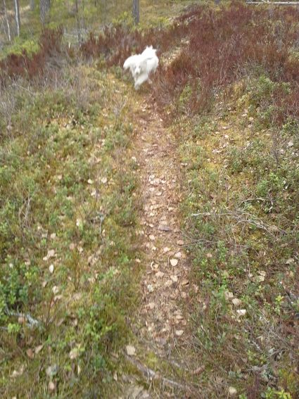 Autiotuvalle johtava polku