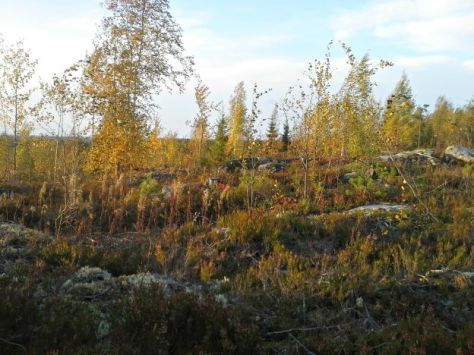 Blogiin Lapin maisema