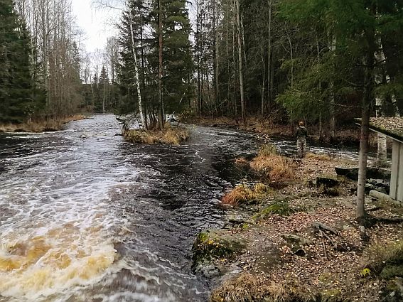 Kalastaja Sarvikkaankoskella