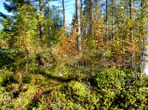 metsastajat nuotiopaikka 4