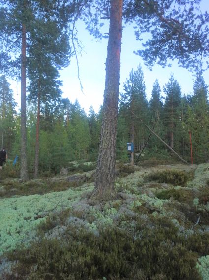 M Kalliolla postilaatikko