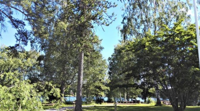 Tuomarniemen puulajipuisto ja laavu