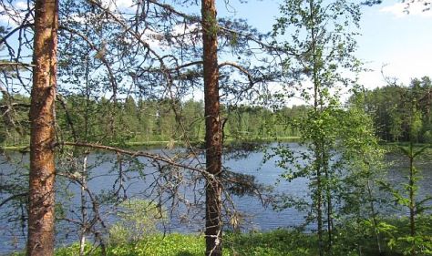 Forest and lake smaller