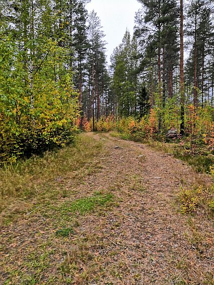 Näkymä polulle tieltä