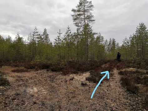 Metsäautotien erkanema