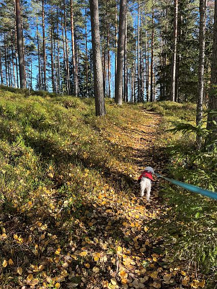 polkua pitkin laavulle (2)