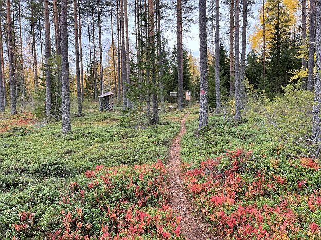 Vika nuotiopaikka näkyy